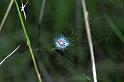 Aculepeira_ceropegia_F0973_Z_82_Guzargues_Frankrijk