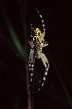 Aculepeira_ceropegia_P0156_Z_75_Sixt-Fer-a-Cheval_Frankrijk