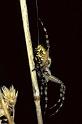 Aculepeira_ceropegia_P0158_Z_84_Sixt-Fer-a-Cheval_Frankrijk