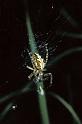 Aculepeira_ceropegia_P0164_Z_75_-_Frankrijk