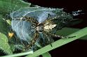 Aculepeira_ceropegia_P0170_Z_90_Sixt-Fer-a-Cheval_Frankrijk