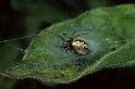 Aculepeira_ceropegia_P0684_Z_90_Sixt-Fer-a-Cheval_Frankrijk