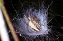 Aculepeira_ceropegia_RF0767_Z_82_Viols-en-Laval_Frankrijk