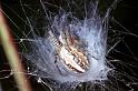 Aculepeira_ceropegia_RF0768_Z_82_Viols-en-Laval_Frankrijk