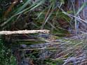 Arachnura_higginsi_D5649_Z_85_Northcliffe_Australie
