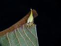 Arachnura_higginsi_D6474_Z_88_Brisbane_Australie