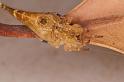 Arachnura_higginsi_D8021_Z_89_Brisbane_Australie