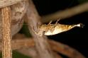 Arachnura_higginsi_D8022_Z_89_Brisbane_Australie