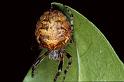 Araneus_ZZ081_P0680_Z_80_-_Frankrijk