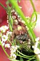 Araneus_ZZ112_F0058_Z_80_-_Frankrijk