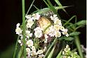 Araneus_ZZ112_F0059_Z_75_-_Frankrijk