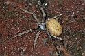 Araneus_ZZ113_F0170_Z_90_Badhoevedorp_Nederland
