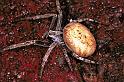 Araneus_ZZ113_F0171_Z_83_Badhoevedorp_Nederland