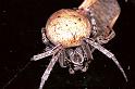 Araneus_ZZ113_F0172_Z_80_Badhoevedorp_Nederland