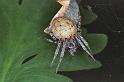 Araneus_ZZ113_F0173_Z_85_Badhoevedorp_Nederland