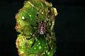 Araneus_ZZ120_F0327_Z_75_Veenendaal_Nederland