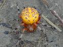 Araneus_ZZ177_F1872_Z_90_-_USA