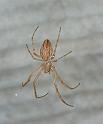 Araneus_ZZ227_F2262_Z_80_Tioute_Marocco