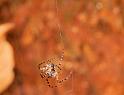 Araneus_ZZ404_D5613_Z_85_Prattenburg_Nederland