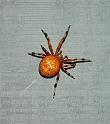 Araneus_ZZXYX_D2907_Z_75_-_USA