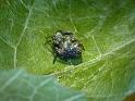 Araneus_acuminata_D6223_Z_84_Brisbane_Australie