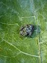 Araneus_acuminata_D6224_Z_84_Brisbane_Australie