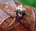 Araneus_acuminatus_D6348_Z_86_Brisbane_Australie