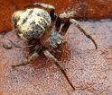 Araneus_acuminatus_D6349_Z_82_Brisbane_Australie