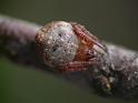 Araneus_acuminatus_D6676_Z_87_Brisbane_Australie