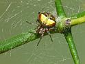 Araneus_albotriangulus_D6484_Z_88_Brisbane_Australie