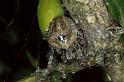 Araneus_angulatus_P0681_Z_90_-_Frankrijk