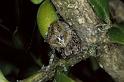 Araneus_angulatus_P0682_Z_90_-_Frankrijk