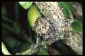 Araneus_angulatus_RP0348_O_78_-_Frankrijk