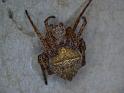 Araneus_arenaceus_D6459_Z_82_Brisbane_Australie