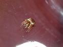 Araneus_arenaceus_D6766_Z_87_Brisbane_Australie