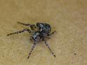 Araneus_arenaceus_D6926_Z_88_Brisbane_Australie