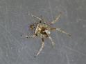 Araneus_arenaceus_D6963_Z_88_Brisbane_Australie
