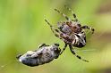 Araneus_bufo_D5898_Z_85_Tenerife_Spanje