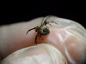 Araneus_collinus_D6776_Z_87_Brisbane_Australie