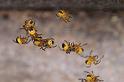 Araneus_diadematus_D2924_Z_87_Veenendaal_Nederland