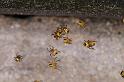 Araneus_diadematus_D2925_Z_88_Veenendaal_Nederland
