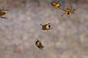 Araneus_diadematus_D2926_Z_87_Veenendaal_Nederland