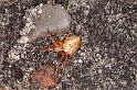 Araneus_diadematus_D3809_Z_88_Badhoevedorp_Nederland