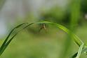 Araneus_diadematus_D3872_Z_86_Kaaihoeve_Belgie