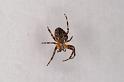 Araneus_diadematus_D4532_Z_85_Badhoevedorp_Nederland