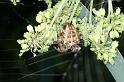 Araneus_diadematus_D4562_Z_88_Utrecht_Nederland