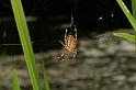 Araneus_diadematus_D4564_Z_88_Utrecht_Nederland
