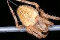 Araneus_diadematus_D4591_Z_88_Waterleidingduinen_Nederland
