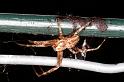 Araneus_diadematus_D4605_Z_90_Waterleidingduinen_Nederland