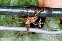 Araneus_diadematus_D4606_Z_90_Waterleidingduinen_Nederland